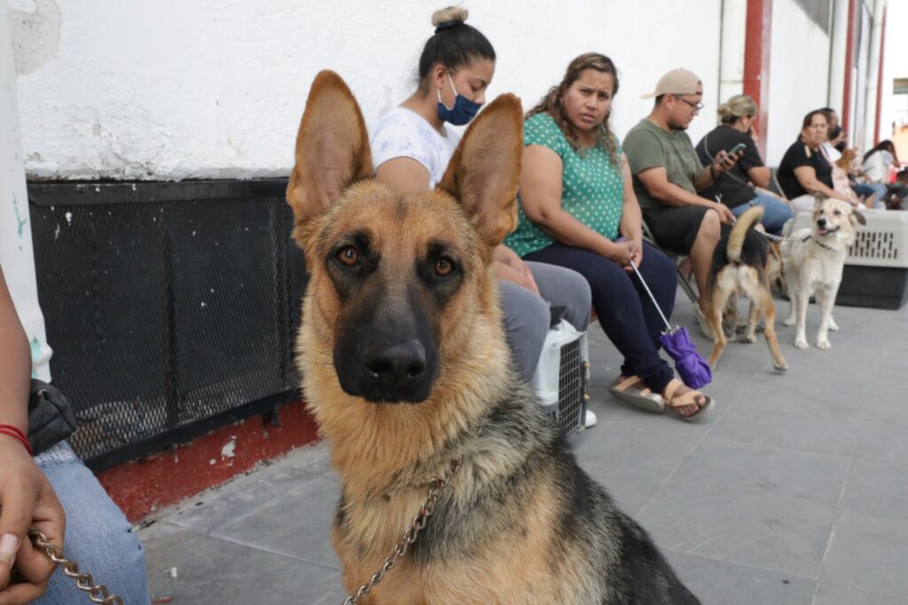 esterilizacion mascotas1
