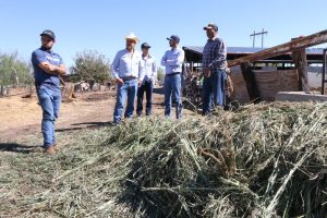 cambiaran cultivos del valle