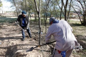 plantacion arboles