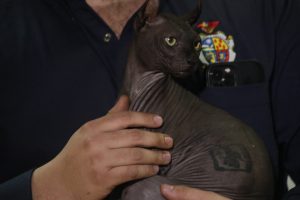 Gato Egipcio Mexicle