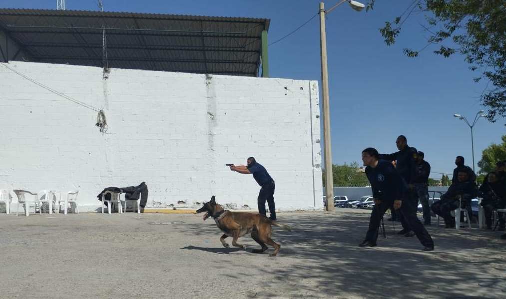 certificacion k-9
