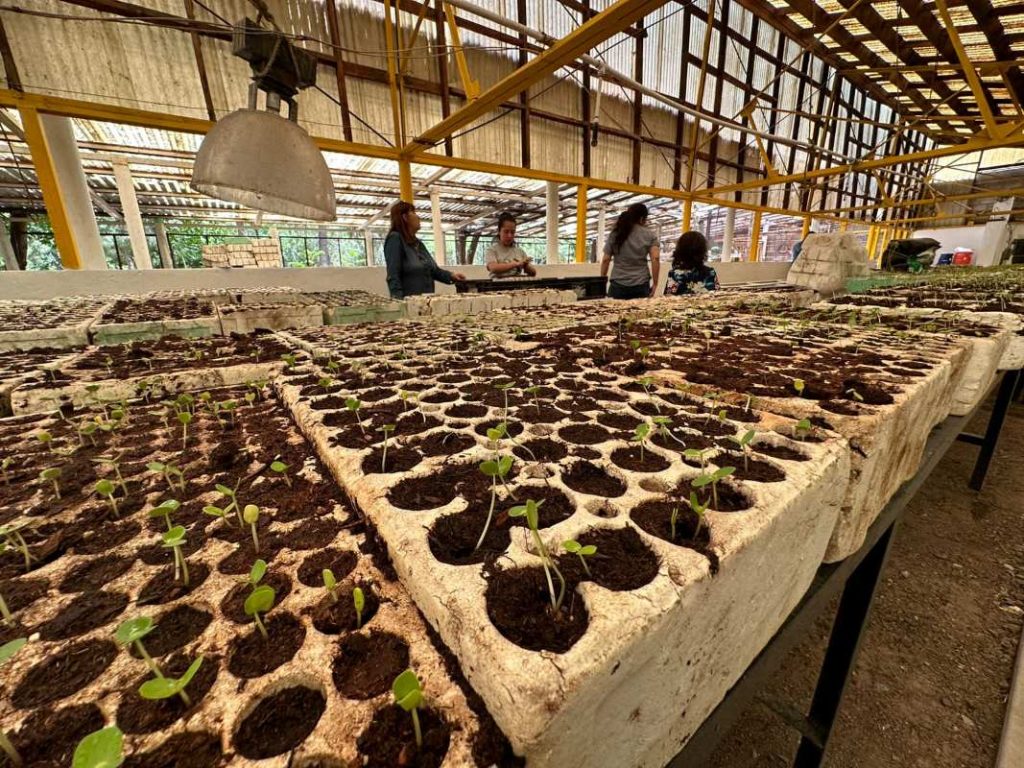 viveros voluntarios