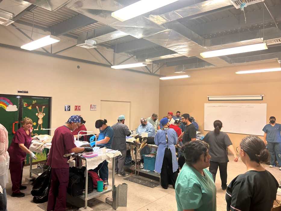 esterilizacion mascotas