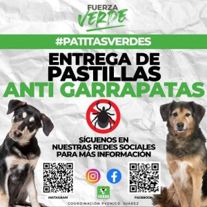 pastas vs garrapatas