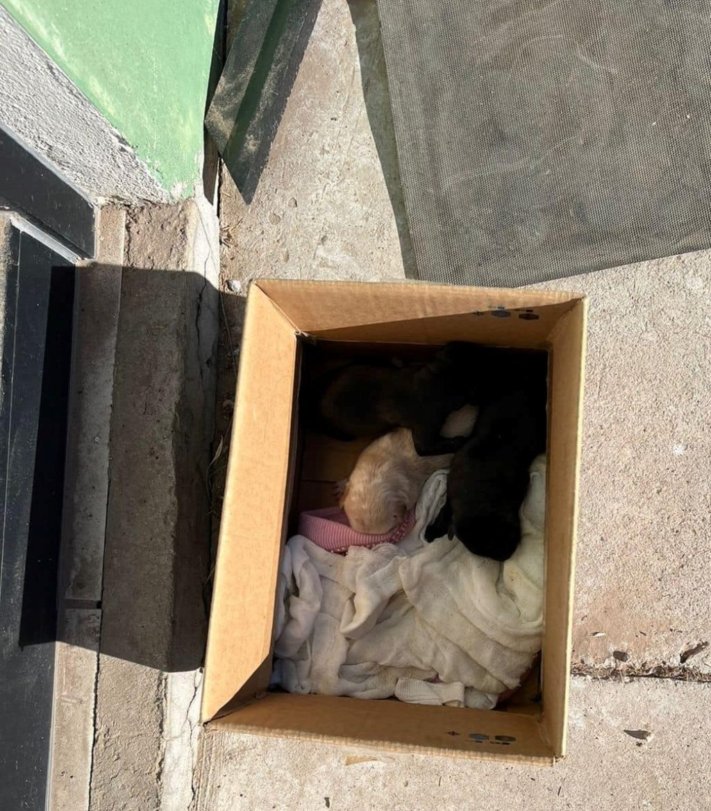 abandonan cachorros