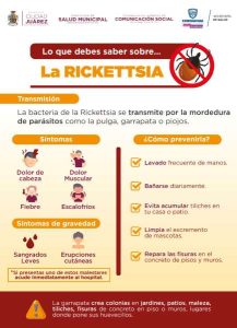 persiste alerta rickettsia
