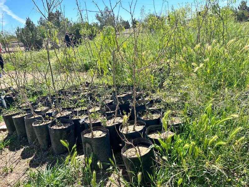 reforestacion chamizal1