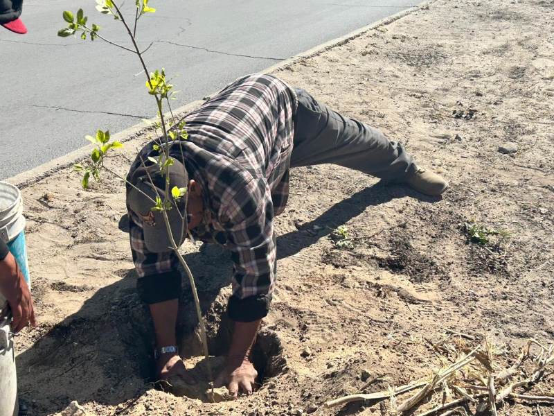 recomendaciones plantar arboles