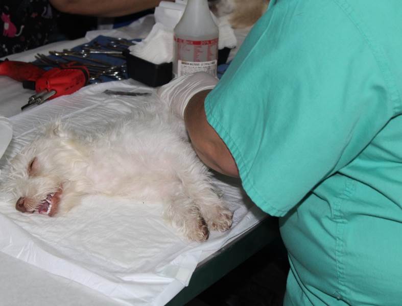 esterilizciob mascotas en samalayuca