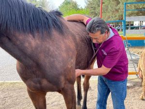revision de caballos