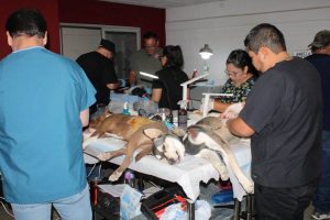 esterilizacion mascotas