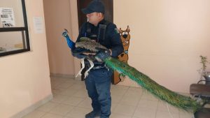 pavo real rescatado