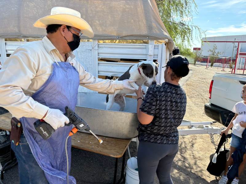 baños garrapaticida