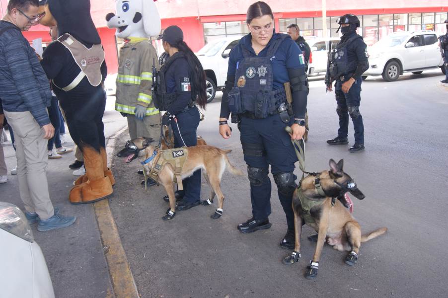 k-9