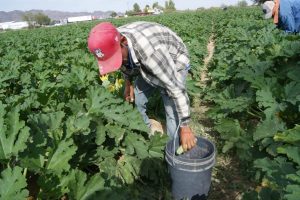 cosecha calabacitas