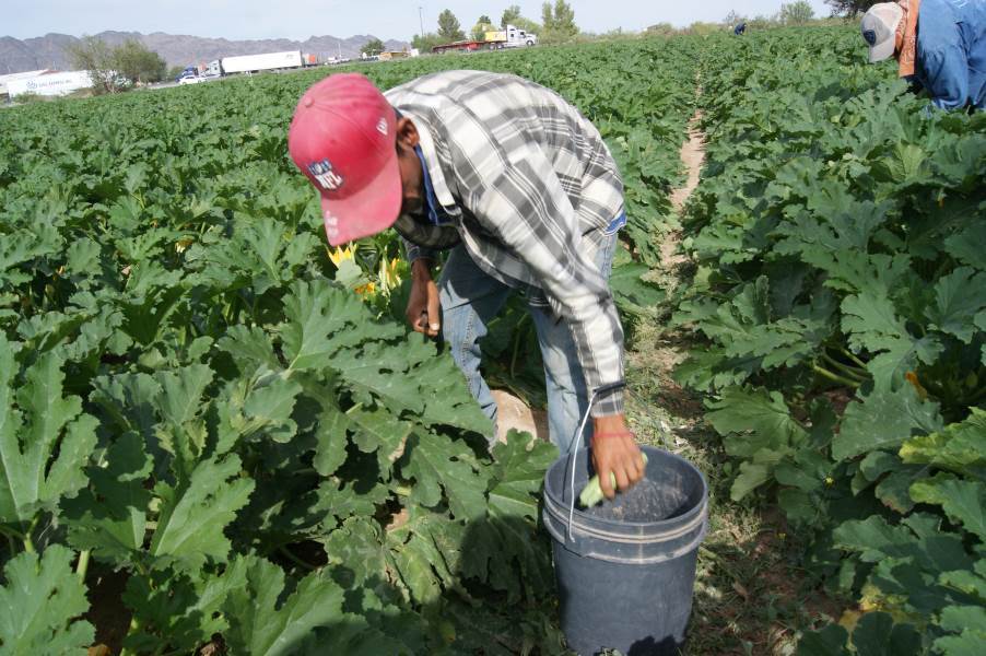 cosecha calabacitas