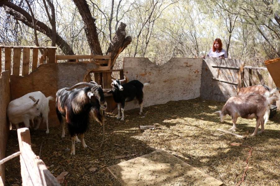 cabras para raramuris