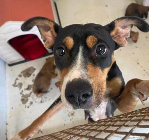 mascotas en adopcion