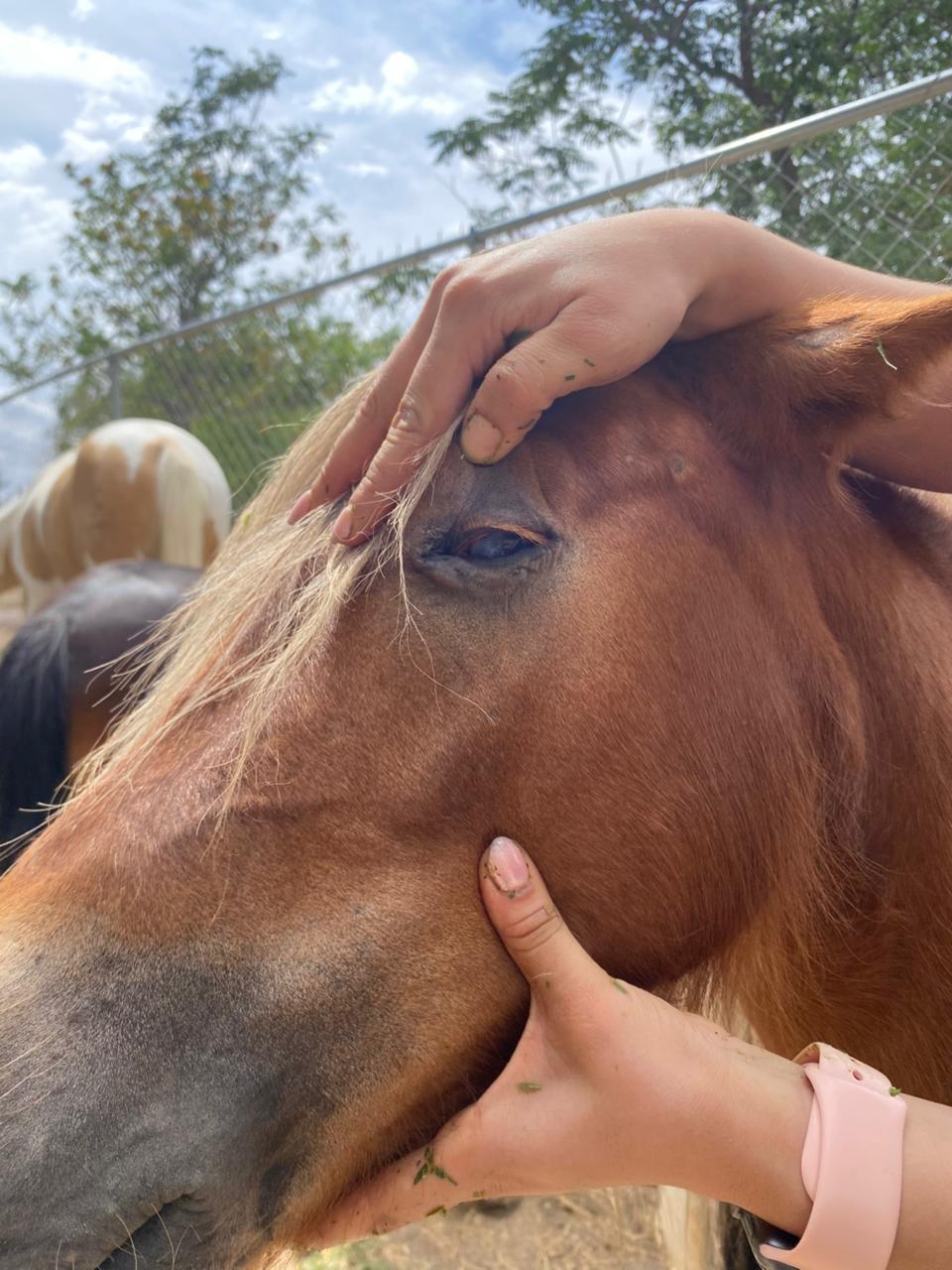 daba caballo rescatado