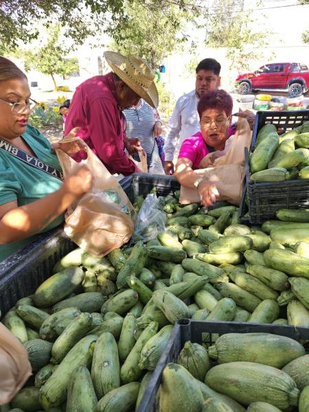 entregan calabacitas