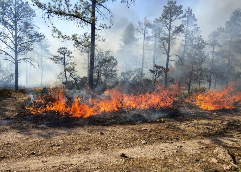incendios edo