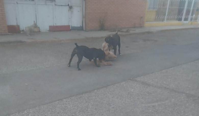 perros agresivo