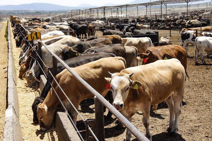 cierran exportacion de ganado a eu