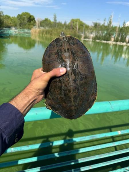estudian tortugas parquie central