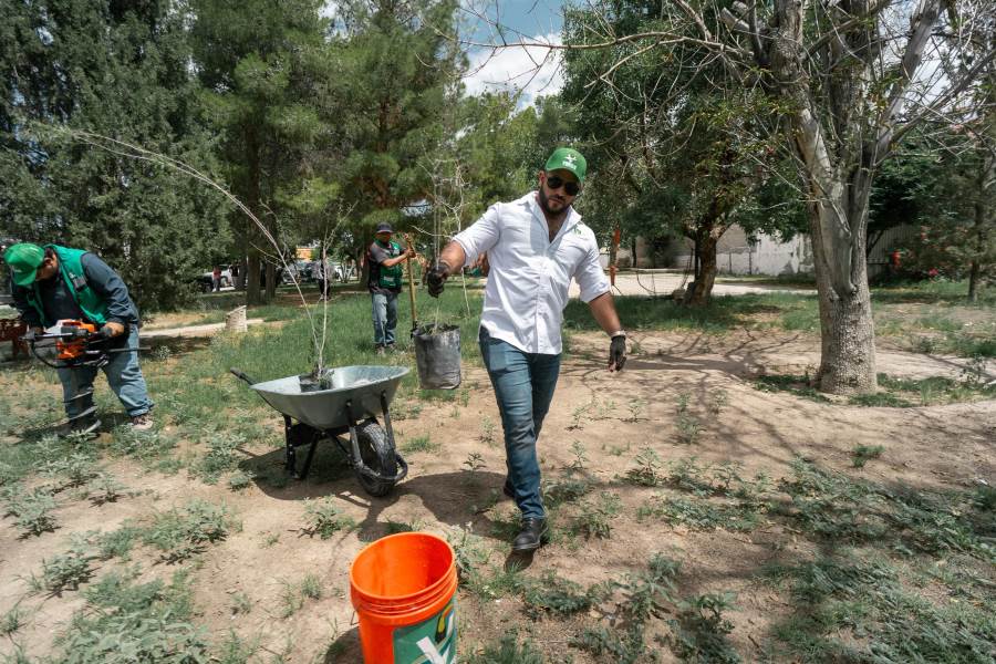 forestacion partido verde