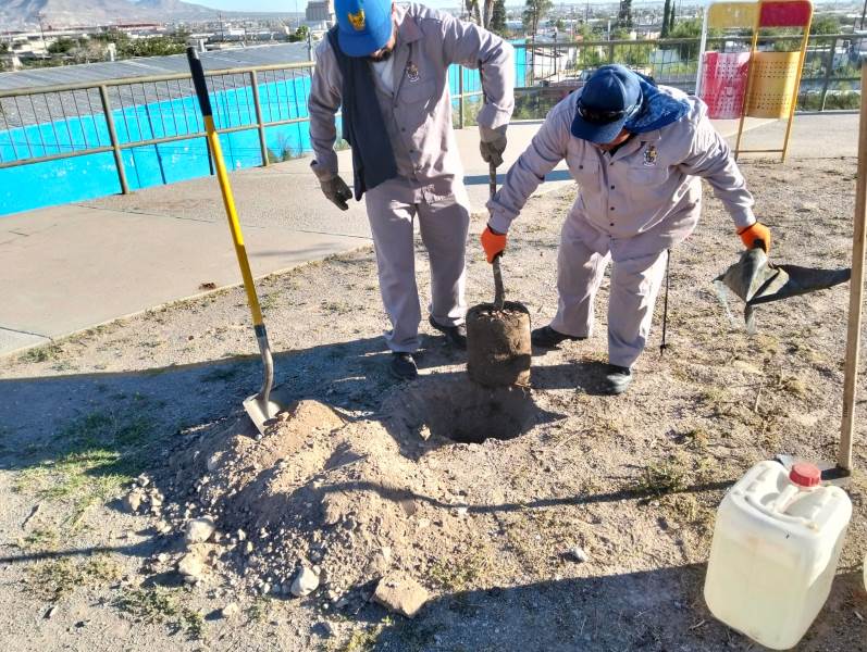 reforestacion en la san antonio