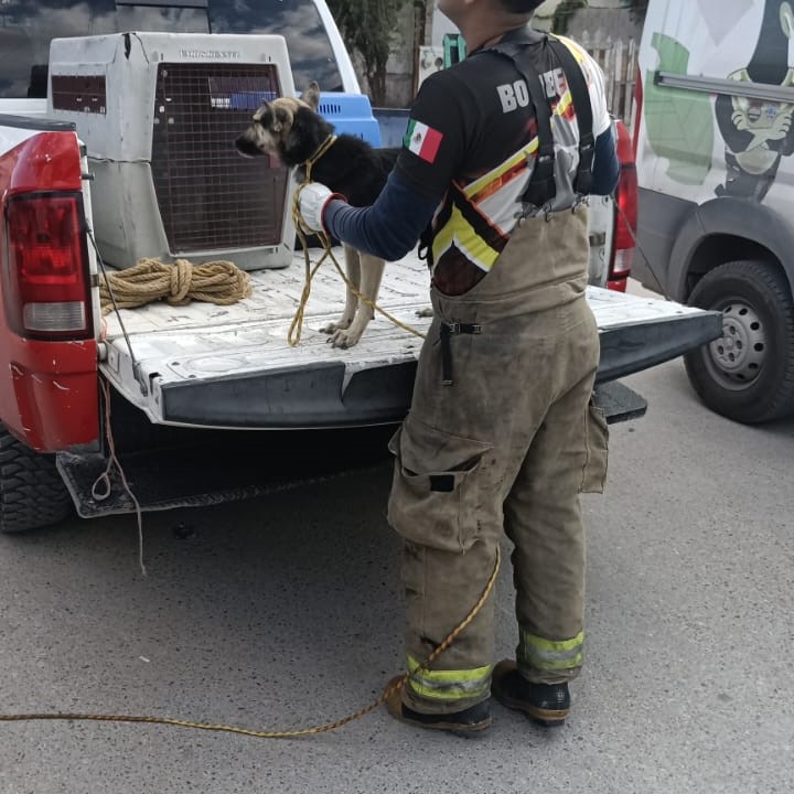 aseguran jauria perros
