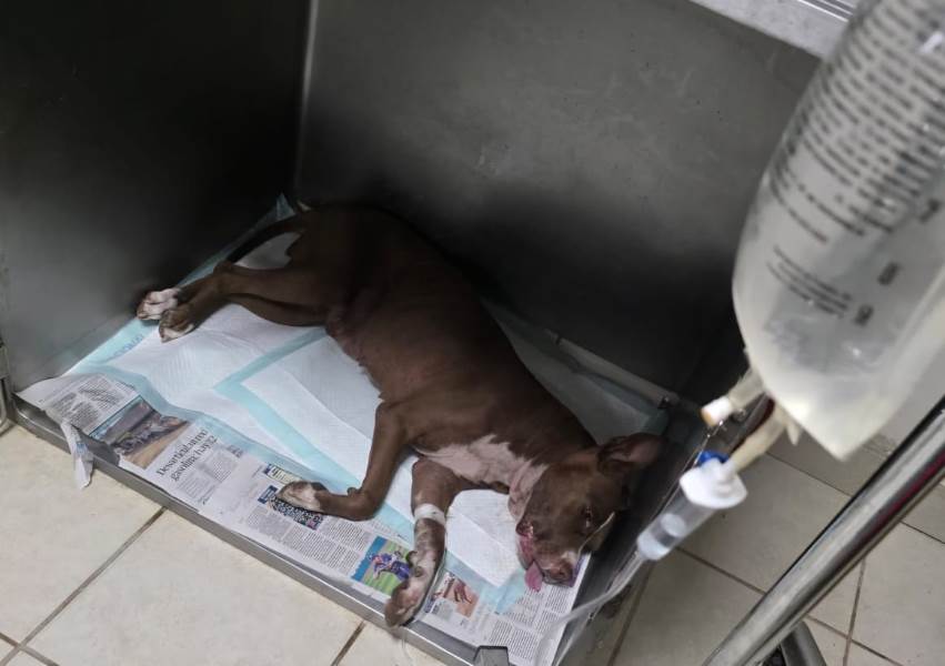 muere mascota por maltrato
