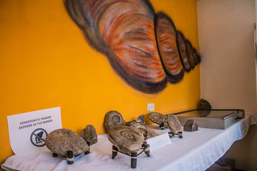 exhibicion fosiles-parque central