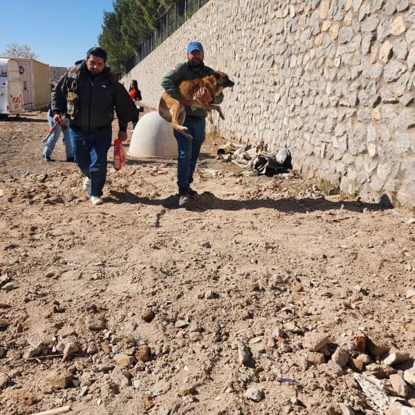 rescatan mascotas en cateos