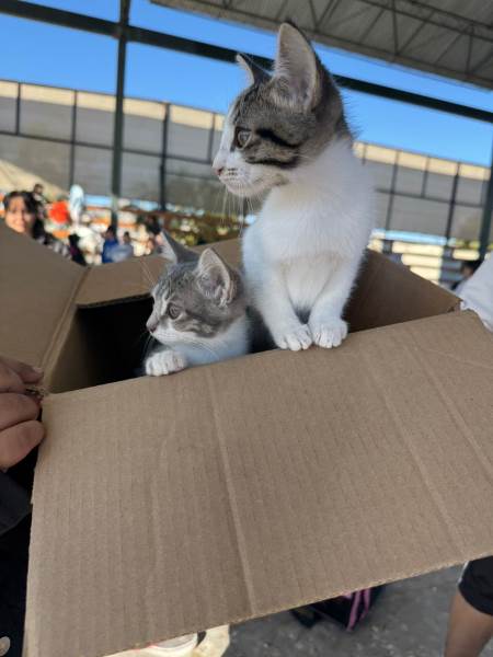 piden no regalar mascotas