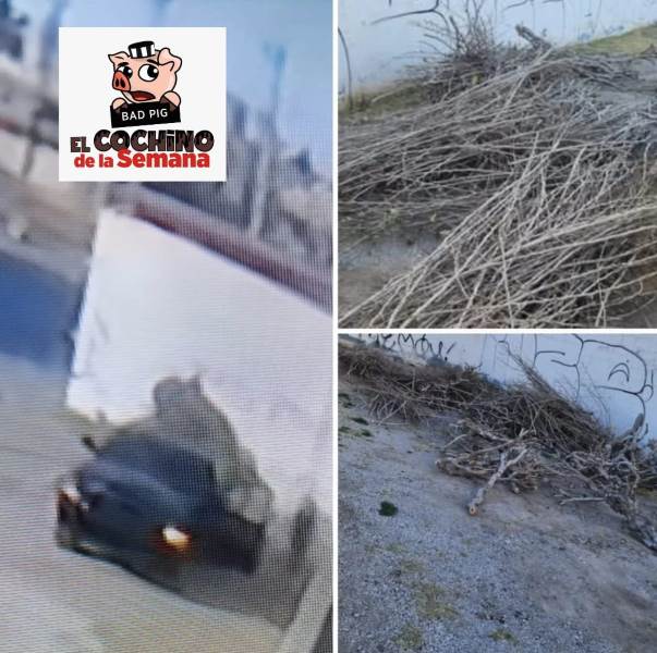 se busca-cochino semana