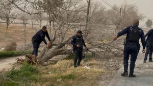 sspm-retiran arboles caidos