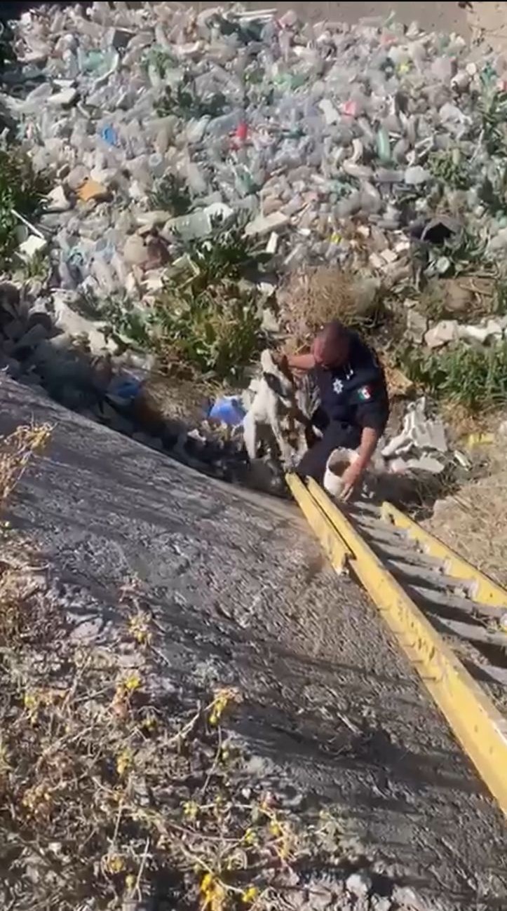 rescate perro Zacatecas