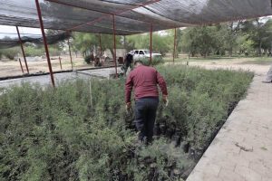 8 mil arboles juarez