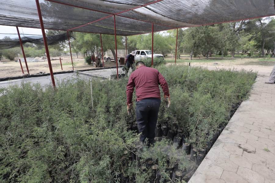 8 mil arboles juarez