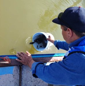siembran tilapia yen rios y lago chih