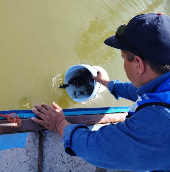 siembran tilapia yen rios y lago chih