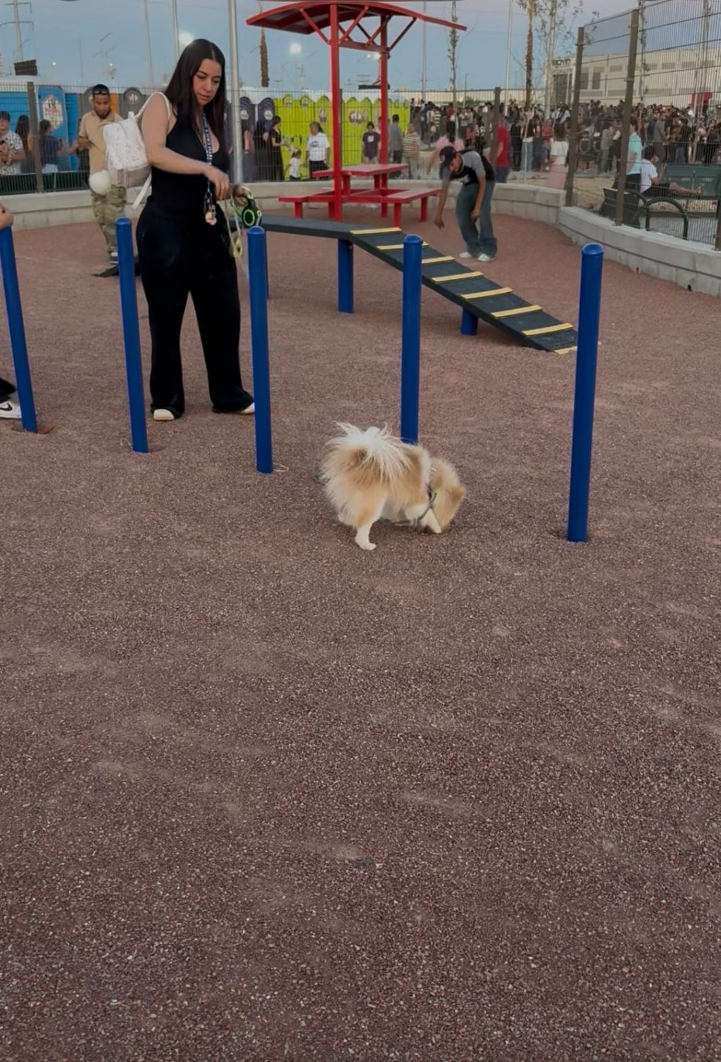 area especial mascotas parque