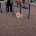 Parque Urbano Suroriente cuenta con área para mascotas