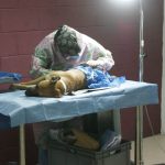 Realizarán la 5a campaña de esterilización gratuita en dos colonias