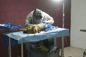 campaña esterilizacion-18jun