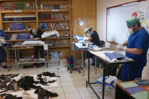 esterilizacion-20jun