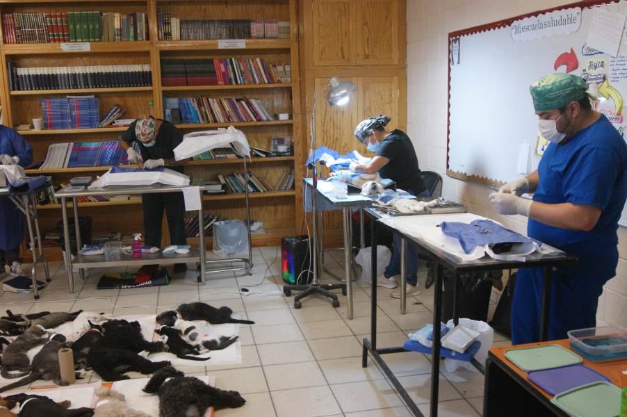 esterilizacion-20jun