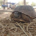 Piden evitar abandono de animales en el Parque Central