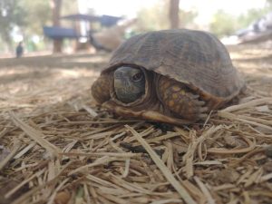 piden no abandonar animales en parque